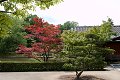 Japanse tuin tuinen japanese garden jardin japonais hasselt landgoed Clingendael werkaandemuur wadm werk aan de muur koi koikarper blossom bloesem floraison zen